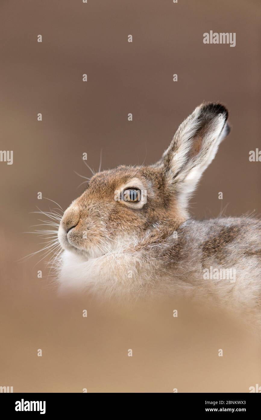 Berghase (Lepus timidus) Erwachsene im Frühlingsfell / Pelage, Schottland, Großbritannien, März. Stockfoto