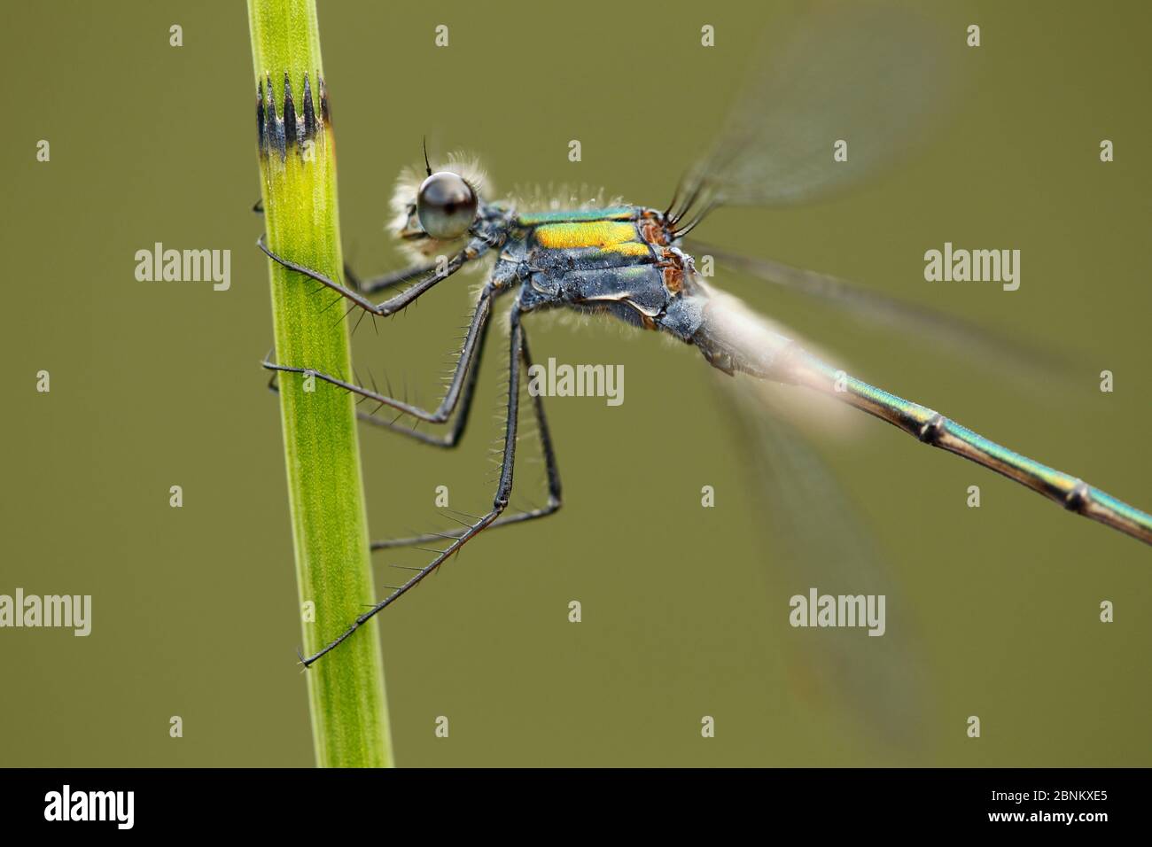 Emerald Damselfy (Lestes sponsa) Nahaufnahme eines erwachsenen männlichen Ruhestands, Cairngorms National Park, Schottland, Großbritannien, Juli. Stockfoto