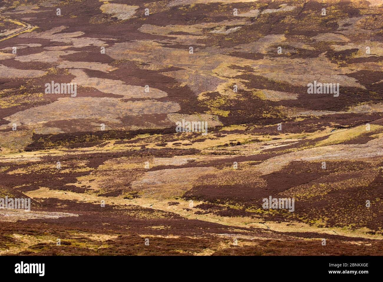 Patchwork der Berggebiete Heideland auf Moorhühner schießen Immobilien, Northern Scotland, UK, April 2016. Stockfoto