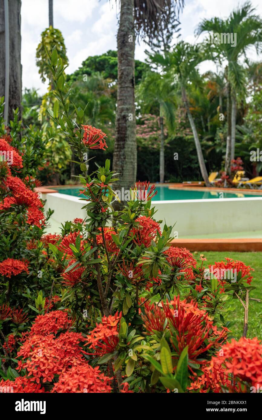 Amerika, Karibik, große Antillen, Dominikanische Republik, Samaná, Las Terrenas, Hotel La Tortuga in Las Terrenas Stockfoto
