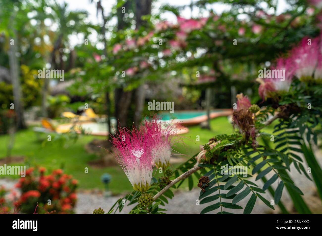 Amerika, Karibik, große Antillen, Dominikanische Republik, Samaná, Las Terrenas, Hotel La Tortuga in Las Terrenas Stockfoto