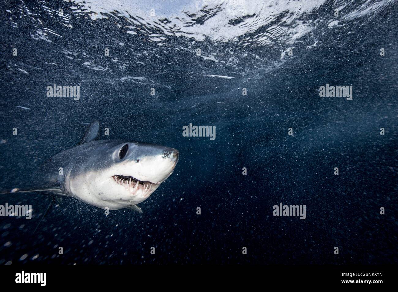 Kurzflossen Mako Shark (Isurus oxyrinchus) knapp unter der Oberfläche, an der Ostküste von Auckland, Neuseeland, kann Stockfoto