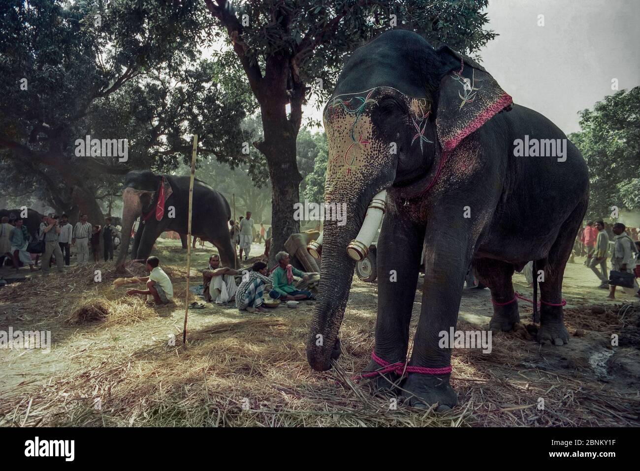 27 Mai 2017 Elefantenmarkt in Sonpur Mela der große Rinder / Elefantenmarkt findet in Sonepur mela Patna Bihar Indien statt Stockfoto