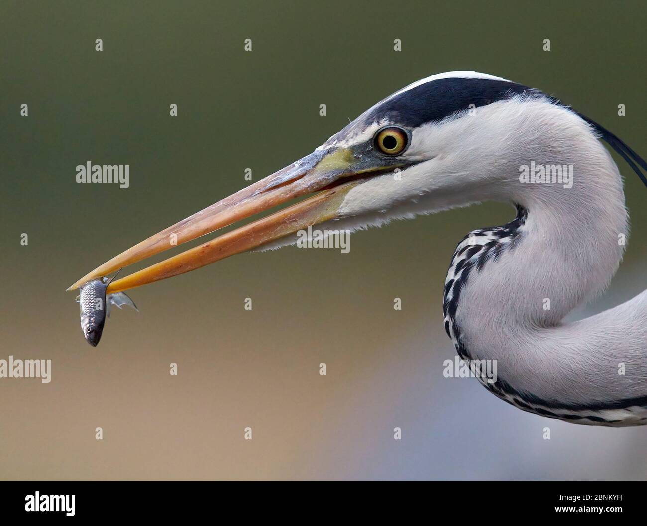 Graureiher (Ardea cinerea) über die Fischzucht, Ungarn Mai Stockfoto