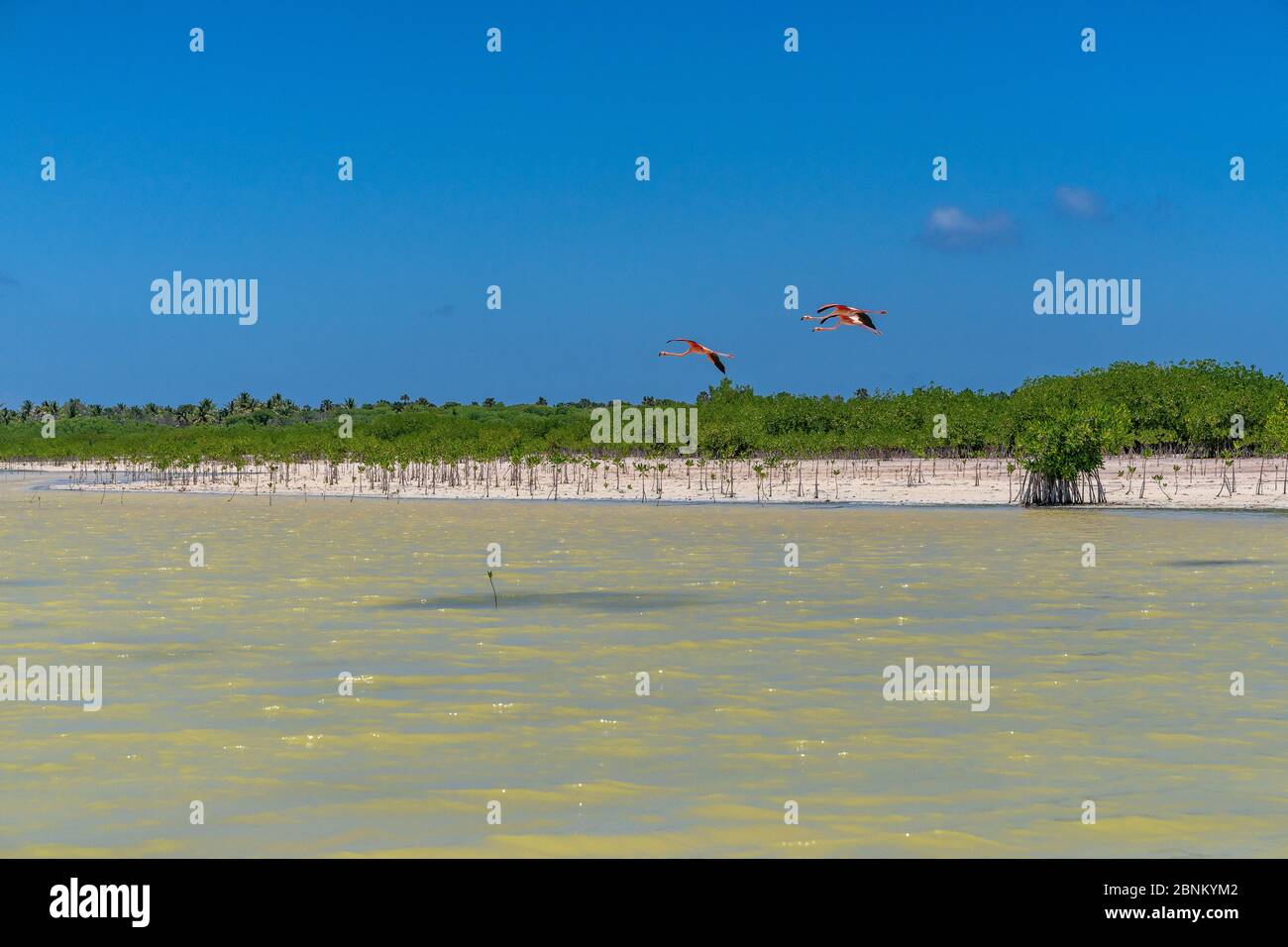 Amerika, Karibik, große Antillen, Dominikanische Republik, Oviedo, Laguna de Oviedo, Flamingos fliegen über die Laguna de Oviedo Stockfoto