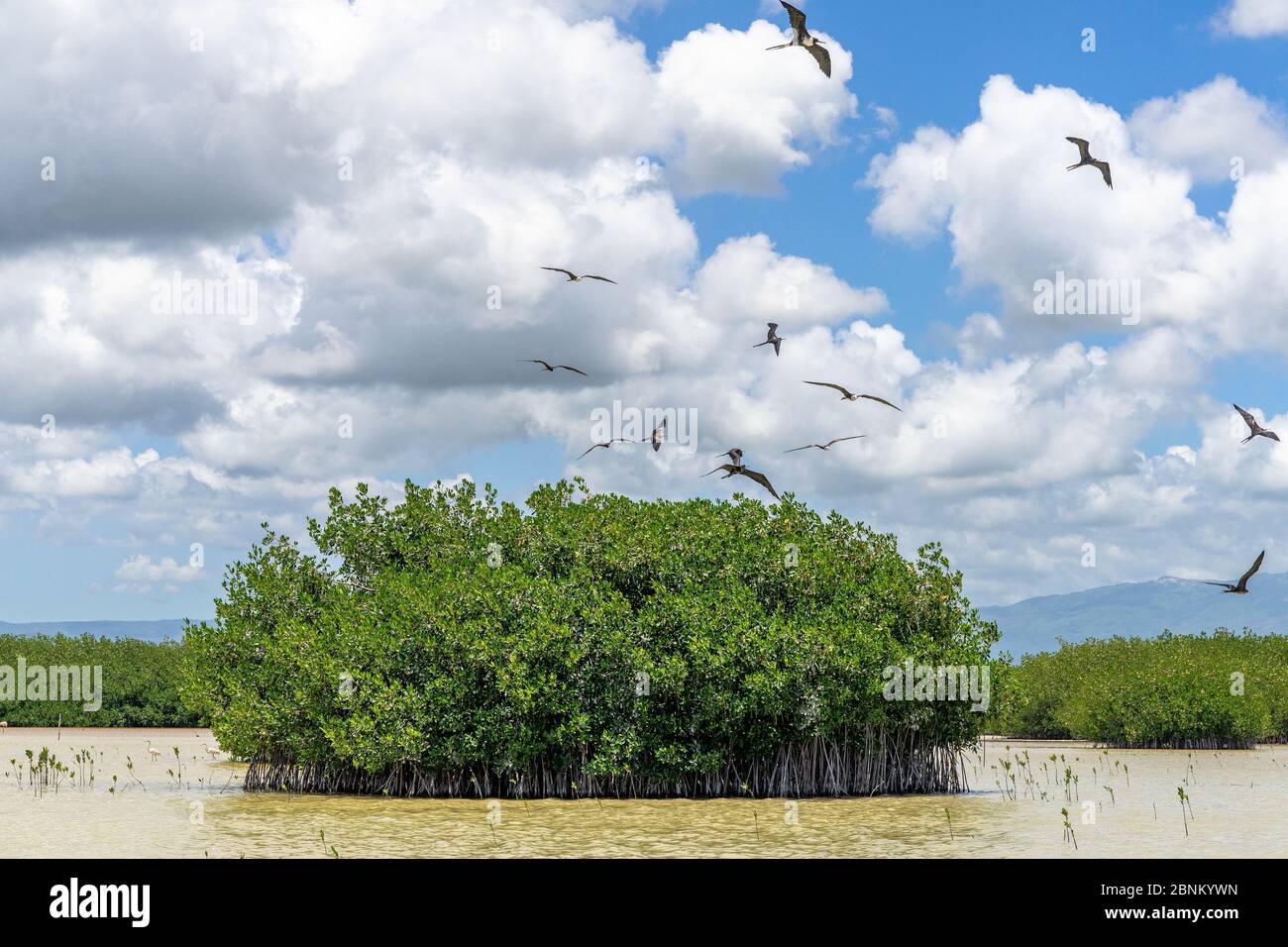 Amerika, Karibik, große Antillen, Dominikanische Republik, Oviedo, Laguna de Oviedo, Wasservögel kreisen um kleine Insel im Salzwassersee Laguna de Oviedo Stockfoto