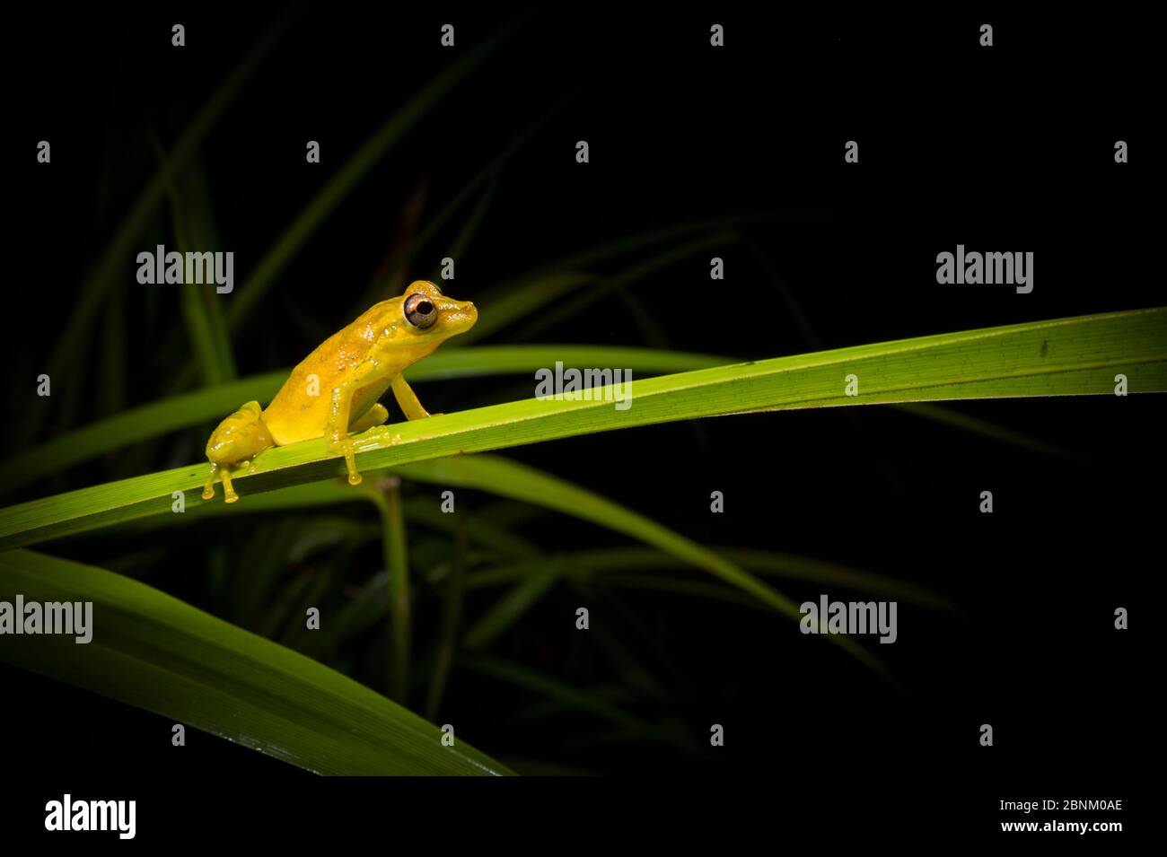 Olivenschnupfenfrosch (Scinax elaechroa) Tortuguero Nationalpark, Costa Rica. Stockfoto