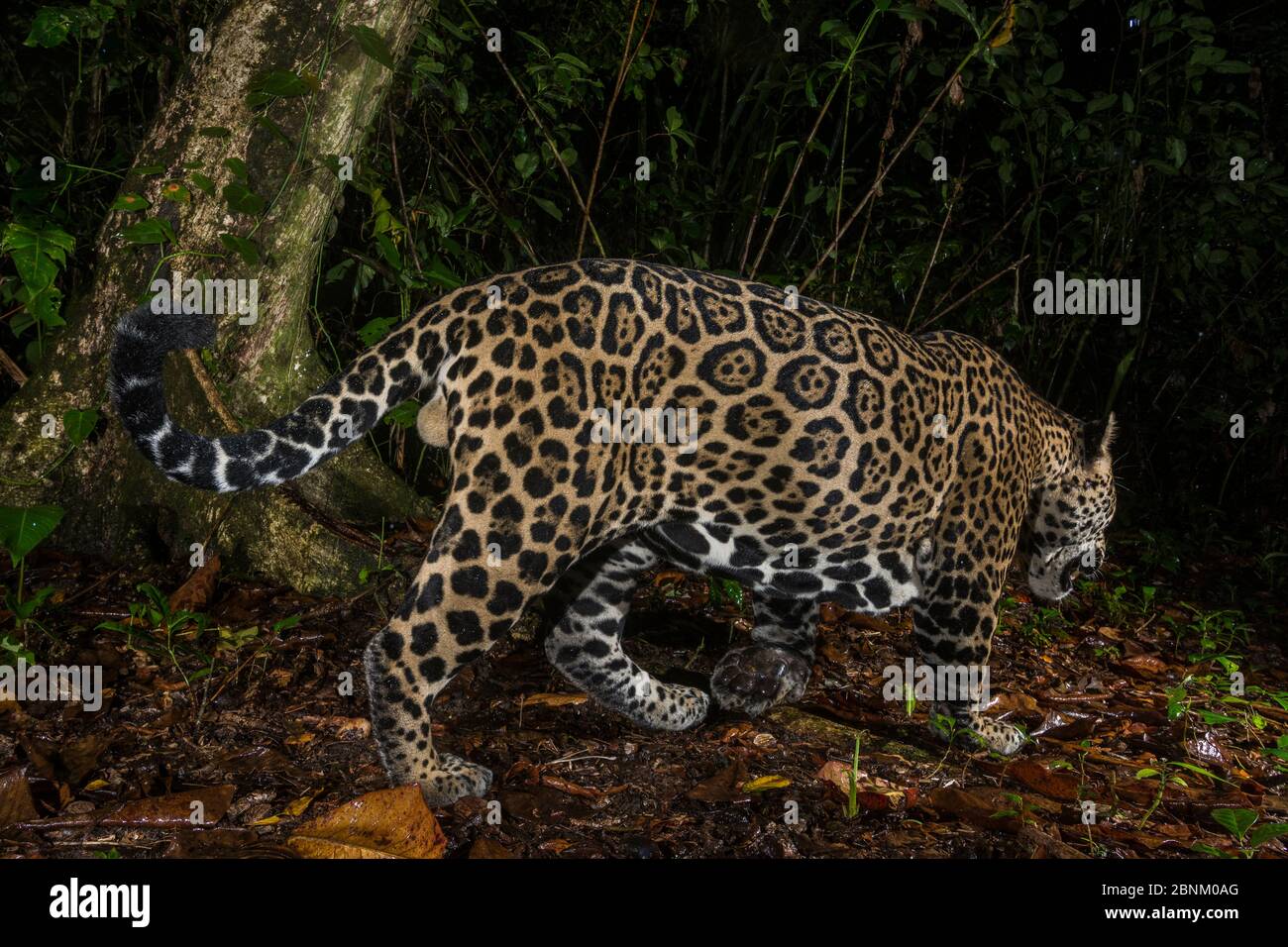 Jaguar (Panthera onca) Kamera trap Bild, Nationalpark Tortuguero, Costa Rica. Stockfoto