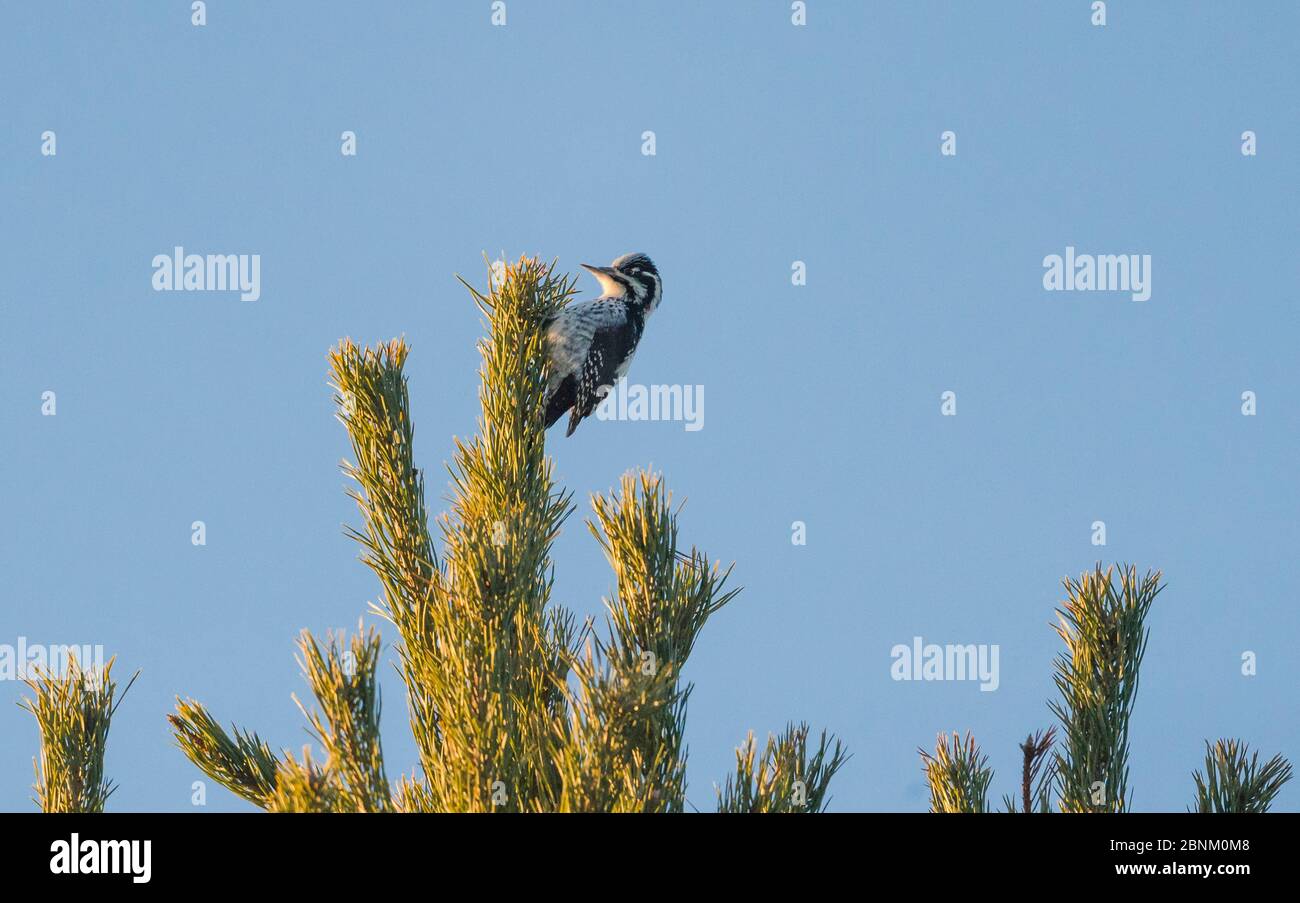 Dreikätzchen-Specht (Picoides tridactylus), weiblich, Finnland, Dezember. Stockfoto