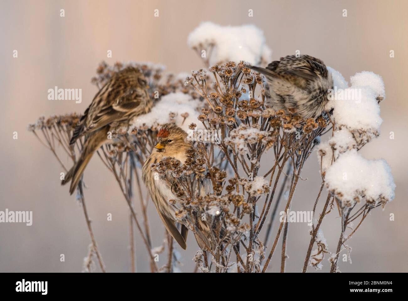 Rotkellenkollammkur (Carduelis flammea) auf Saatkopf, Finnland, Januar. Stockfoto