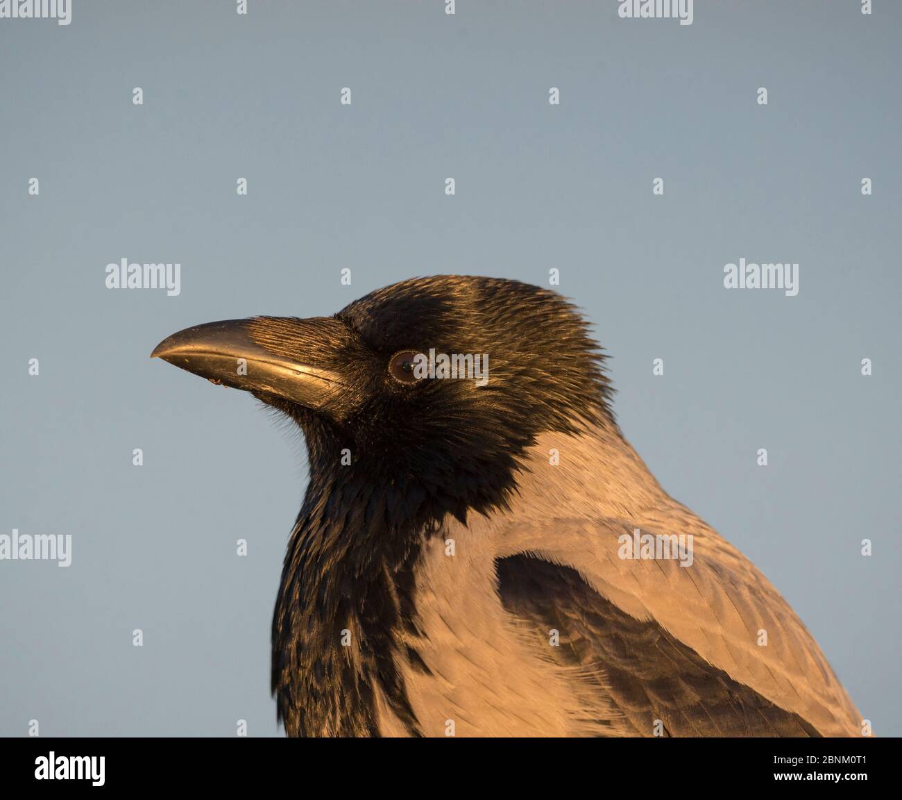 Kapuzenschrow (Corvus cornix), Finnland, Dezember. Stockfoto