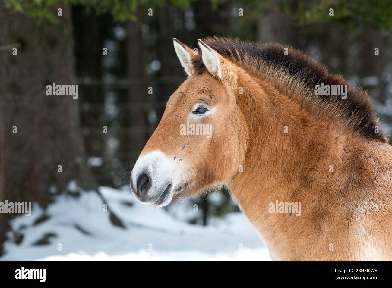 Przewalski-Pferd oder Takhi (Equus ferus przewalskii), Nationalpark Bayerischer Wald, Deutschland, Januar. Stockfoto