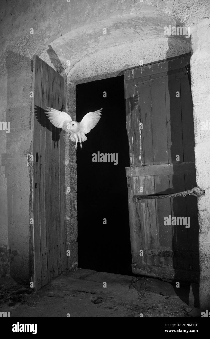 Barn Eule (Tyto alba) fliegen in der Nacht in die Kirche mit Infrarotlicht aufgenommen, Frankreich. Sequenz 3 von 5 Stockfoto