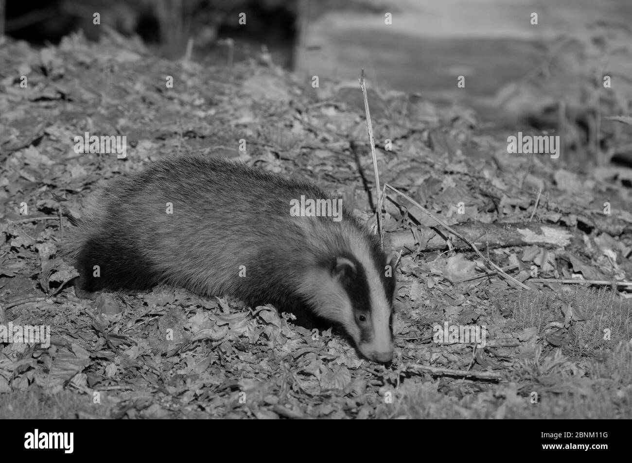 Dachs (Meles meles), nachts mit Infrarotlicht aufgenommen, Frankreich. Mai. Stockfoto