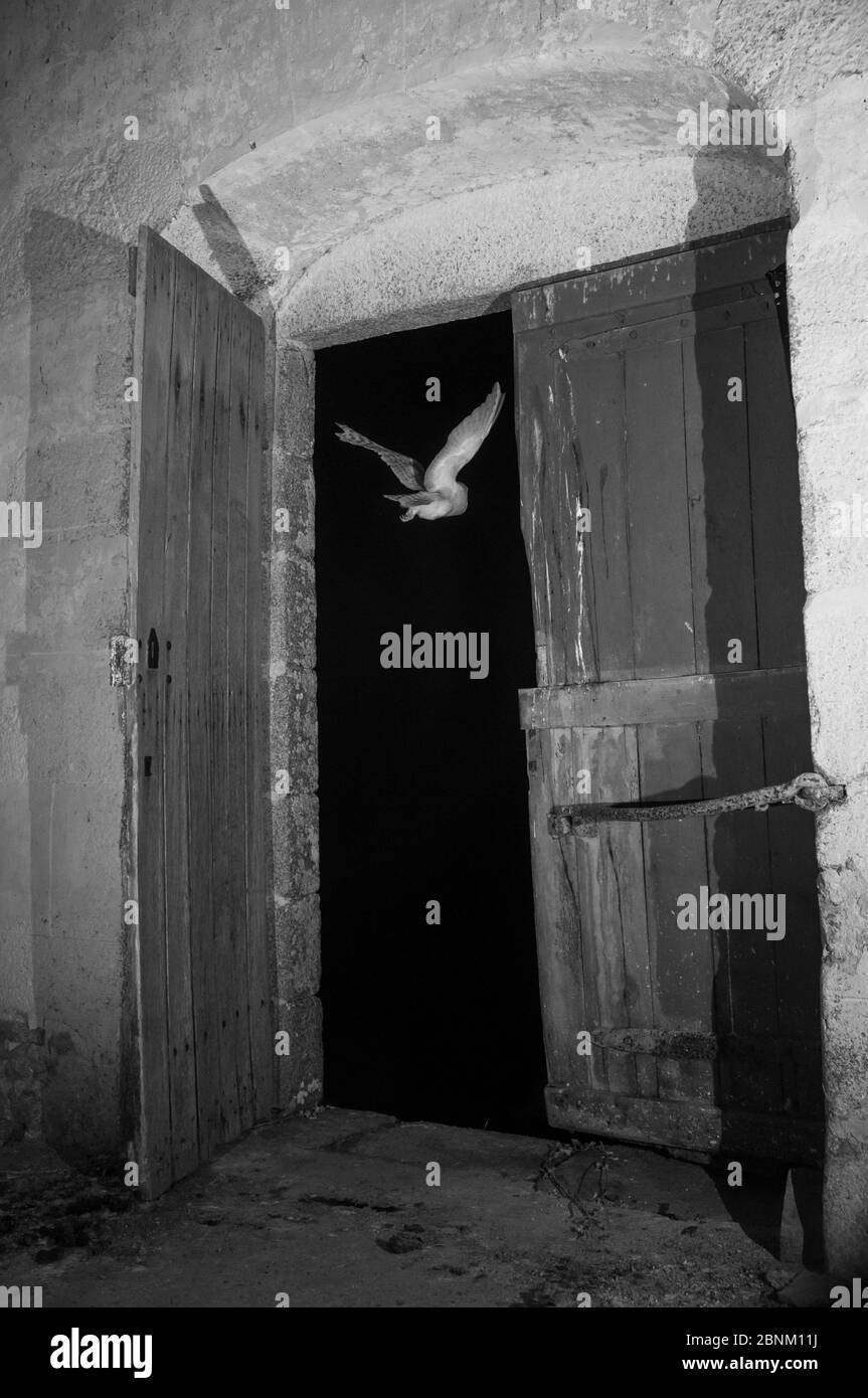 Barn Eule (Tyto alba) fliegen in der Nacht in die Kirche mit Infrarotlicht aufgenommen, Frankreich. Sequenz 2 von 5 Stockfoto