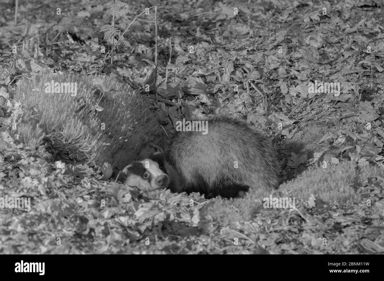 Dachs (Meles meles), nachts mit Infrarotlicht aufgenommen, Frankreich. Mai. Stockfoto