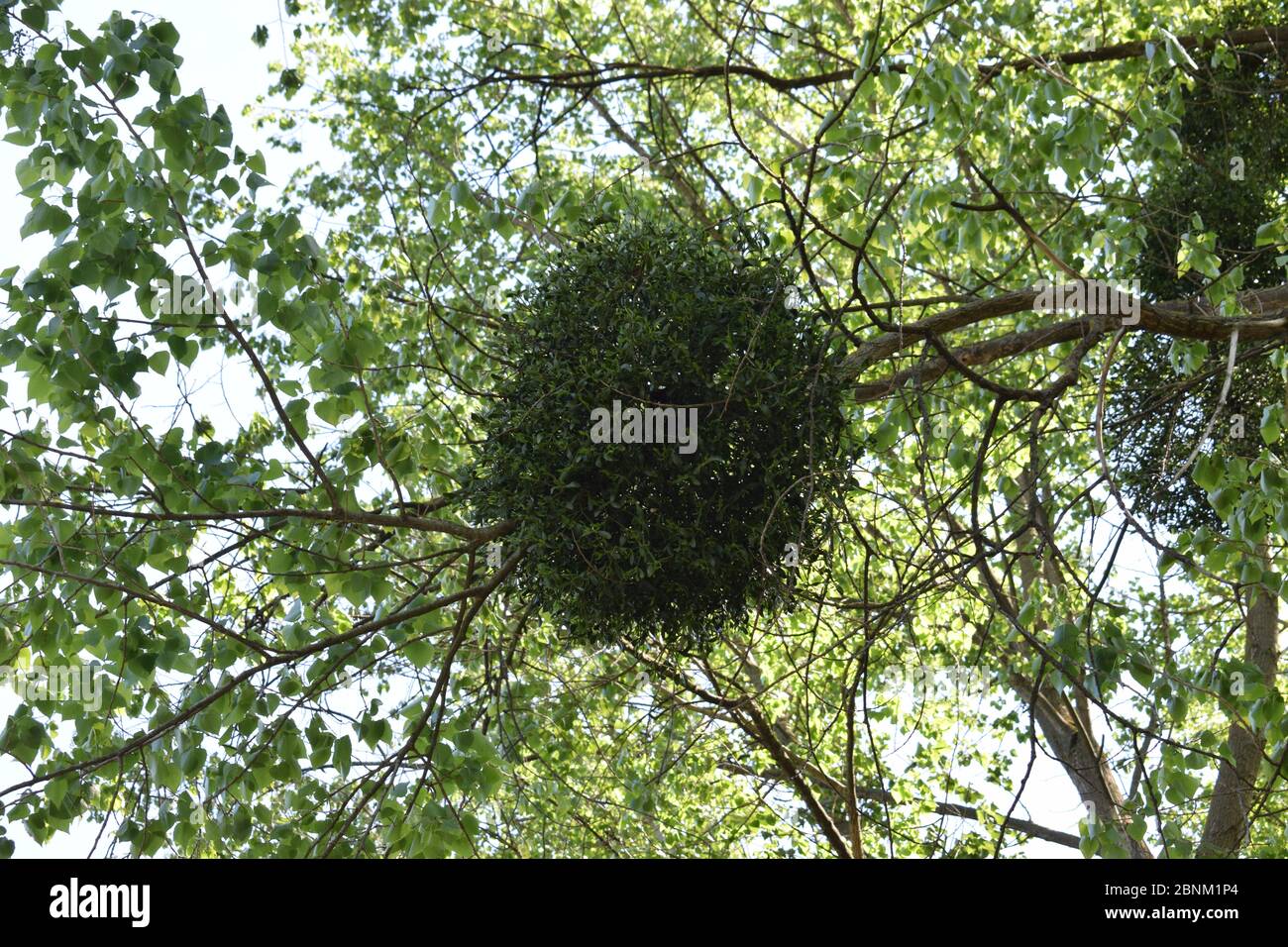 Riesige Mistel in einem Baum Stockfoto
