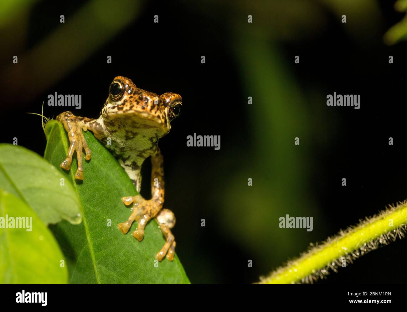 Malabar-Baumkröte (Pedostibes tuberculosis), nur Krötenart lebt auf Baum. Endemische Arten von Western Ghats. Agumbe, Karnataka, Indien. Stockfoto