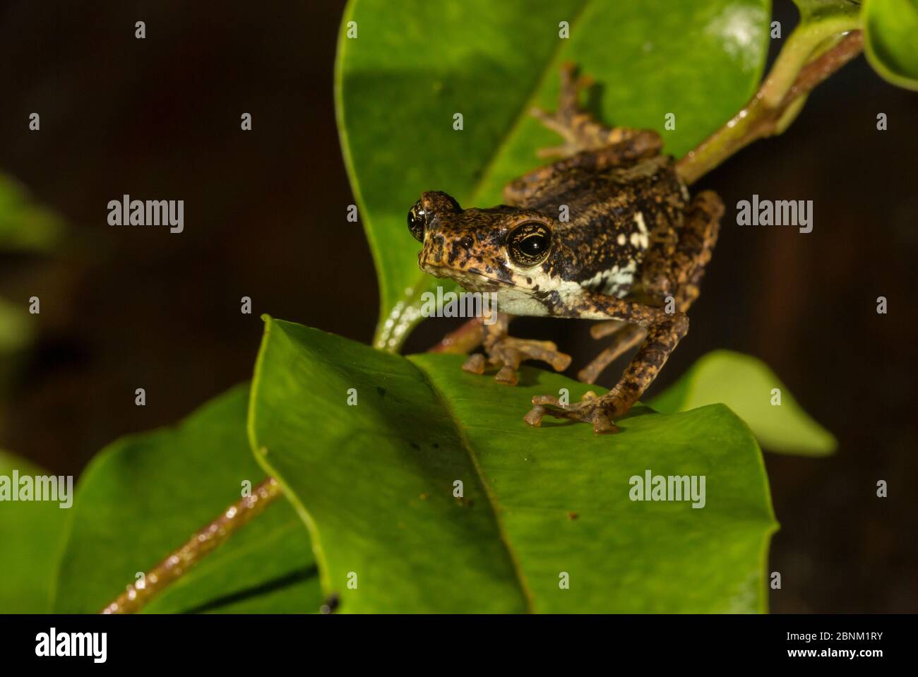 Malabarröte (Pedostibes tuberculosus), die einzige Krötenart, die in einem Baum lebt. Agumbe, Karnataka, Indien. Bedrohte und endemische Arten von Stockfoto