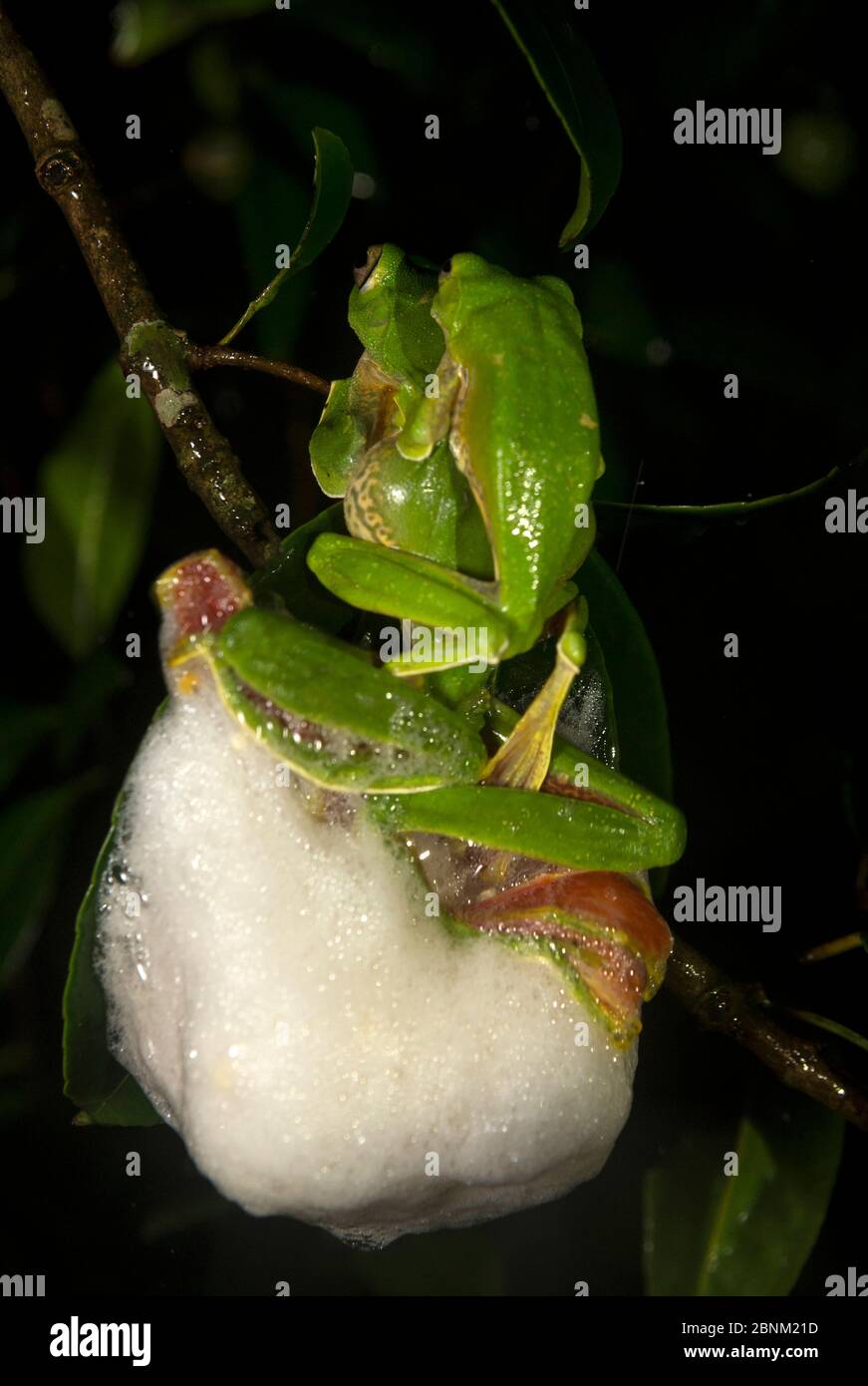 Malabar gleitender Frosch (Rhacophorus malabaricus), Paar in Amplexus, Schaumnest über Wasserkörper bauen. Coorg, Karnataka, Indien. Endemisch in Western Ghat Stockfoto