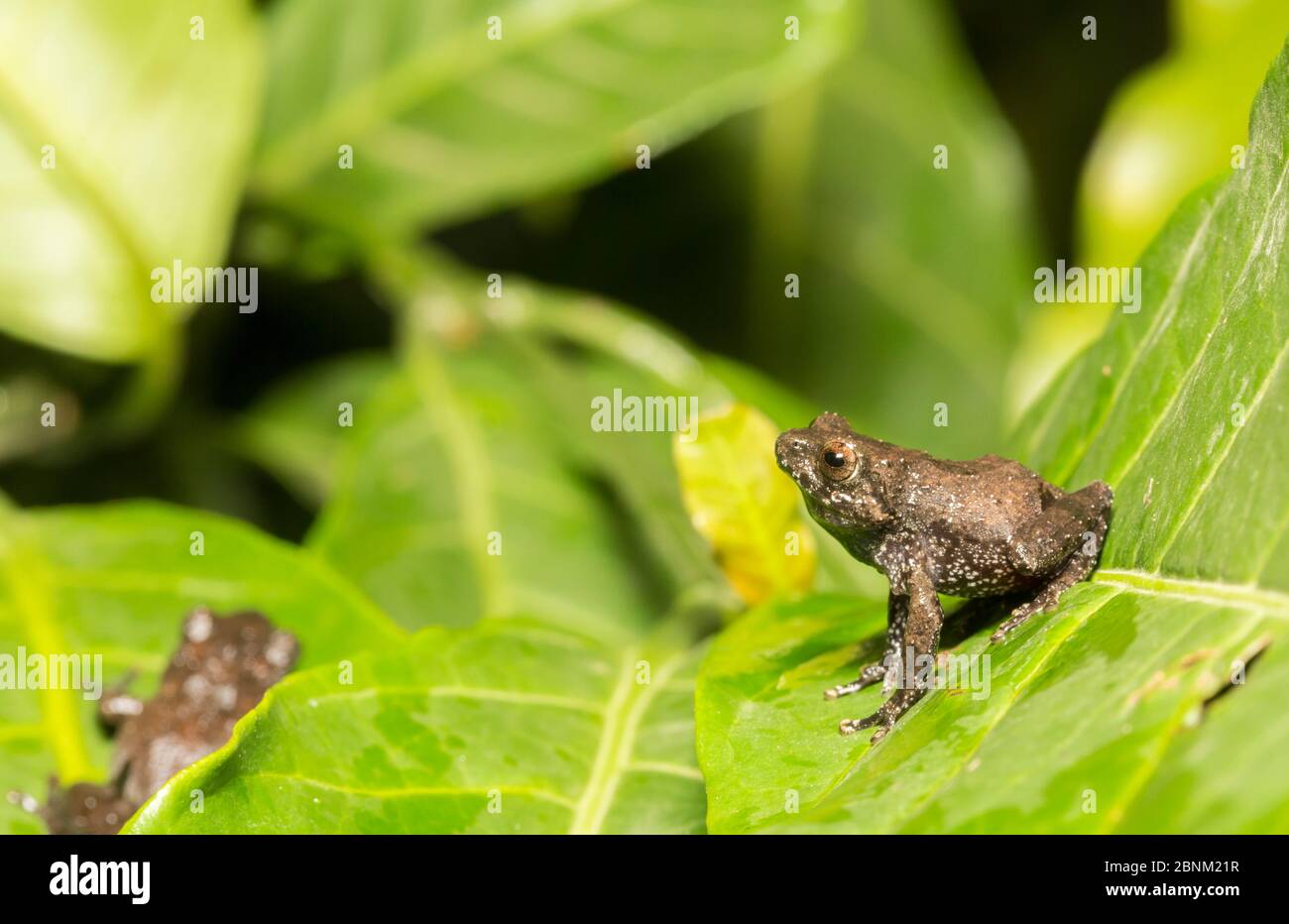 Buschfrosch (Raorchestes tuberohumerus) Coorg, Karnataka, Indien. Endemisch in Western Ghats. Stockfoto