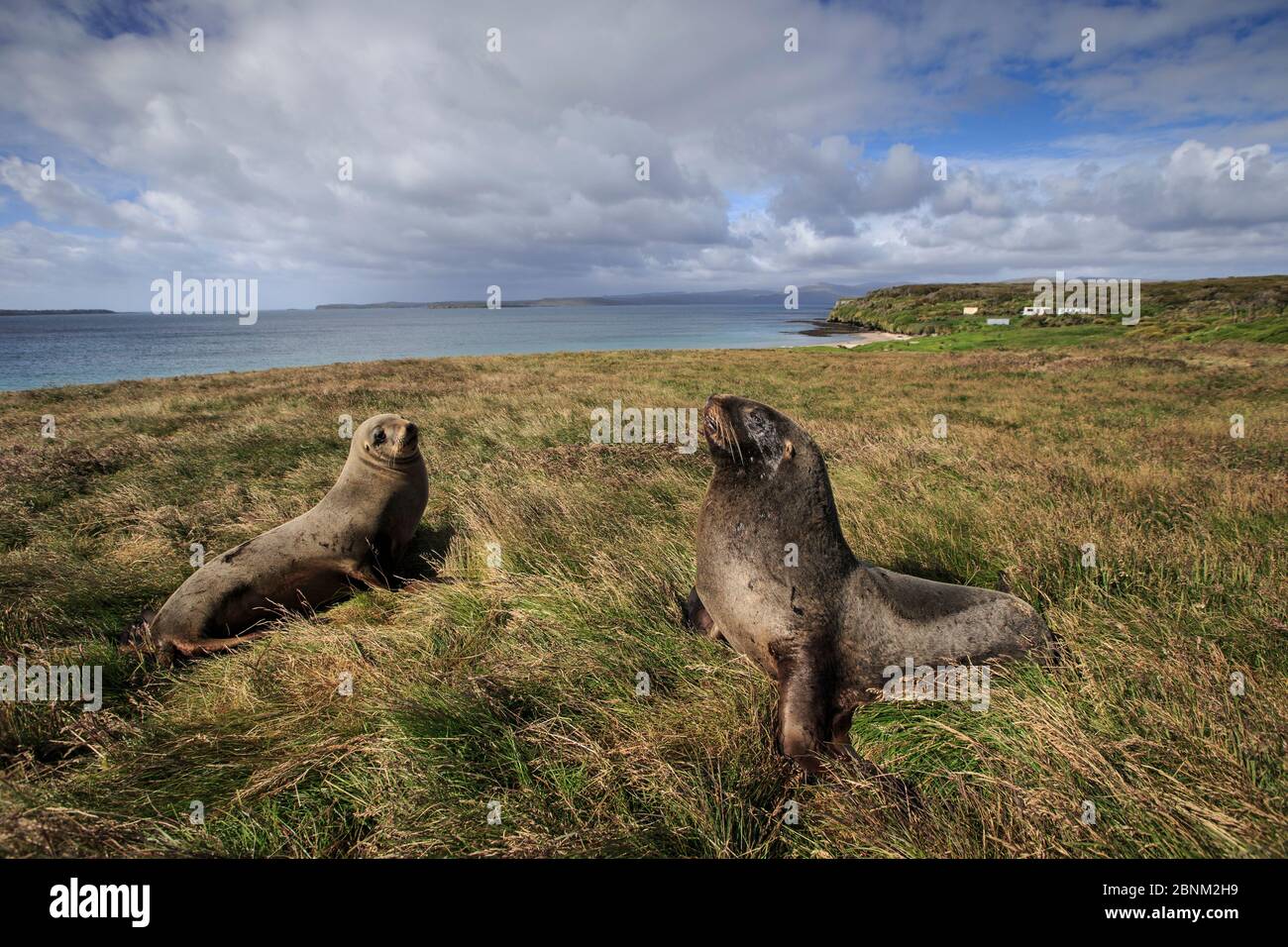 Neuseeländischer Seelöwe (Phocarctos hookeri) sub Erwachsene Männchen in der Sandy Bay Kolonie, Enderby Island, Auckland Islands Archipel, Neuseeland. Stockfoto