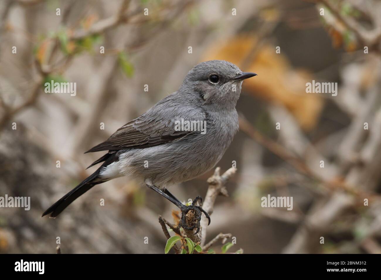 Schwarzstart (Oenanthe melanura) thront im Busch, Oman, November Stockfoto