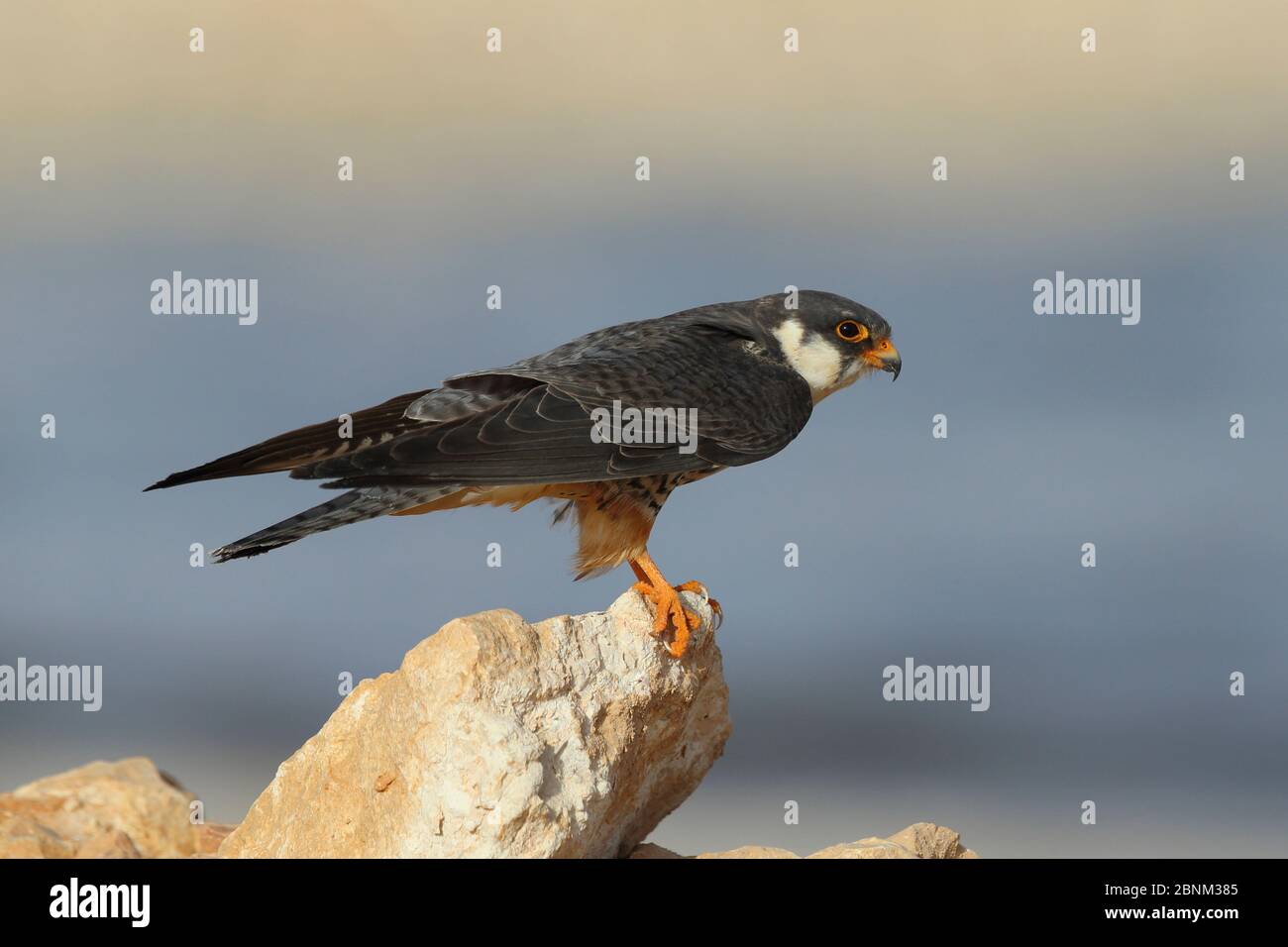 Amur falcon (Falco amurensis) weiblich auf dem Felsen, Oman, Mai Stockfoto