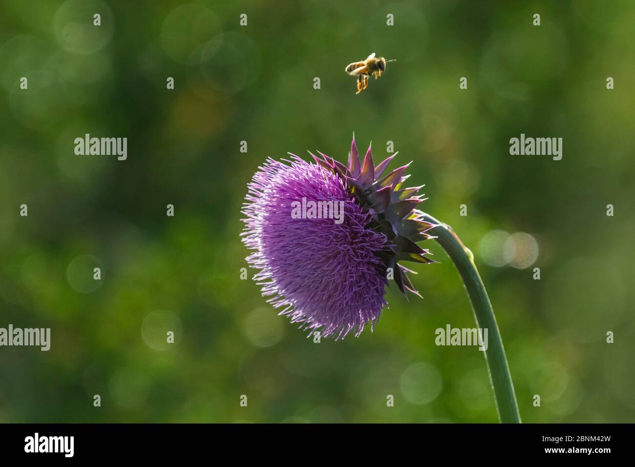 Honigbiene (APIs melifera) im Flug und Distel aus Baumwolle (Onopordum acanthium) , La Pampa, Argentinien Stockfoto