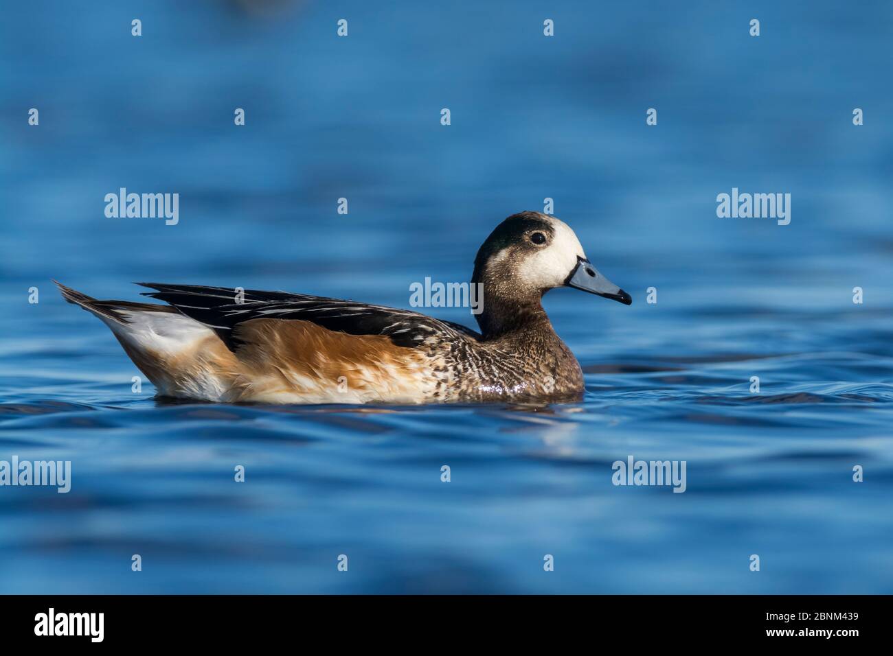 Chiloe wigeon (Anas sibilatrix) auf dem Wasser, La Pampa, Argentinien Stockfoto