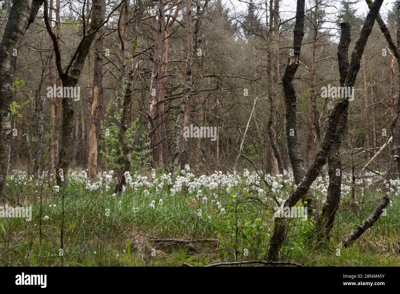 Ertrinkender Wald durch ansteigendes Grundwasser: Tote und sterbende Birken und Hase-Schwanz-Baumwollgras in einem feuchten Wald Stockfoto