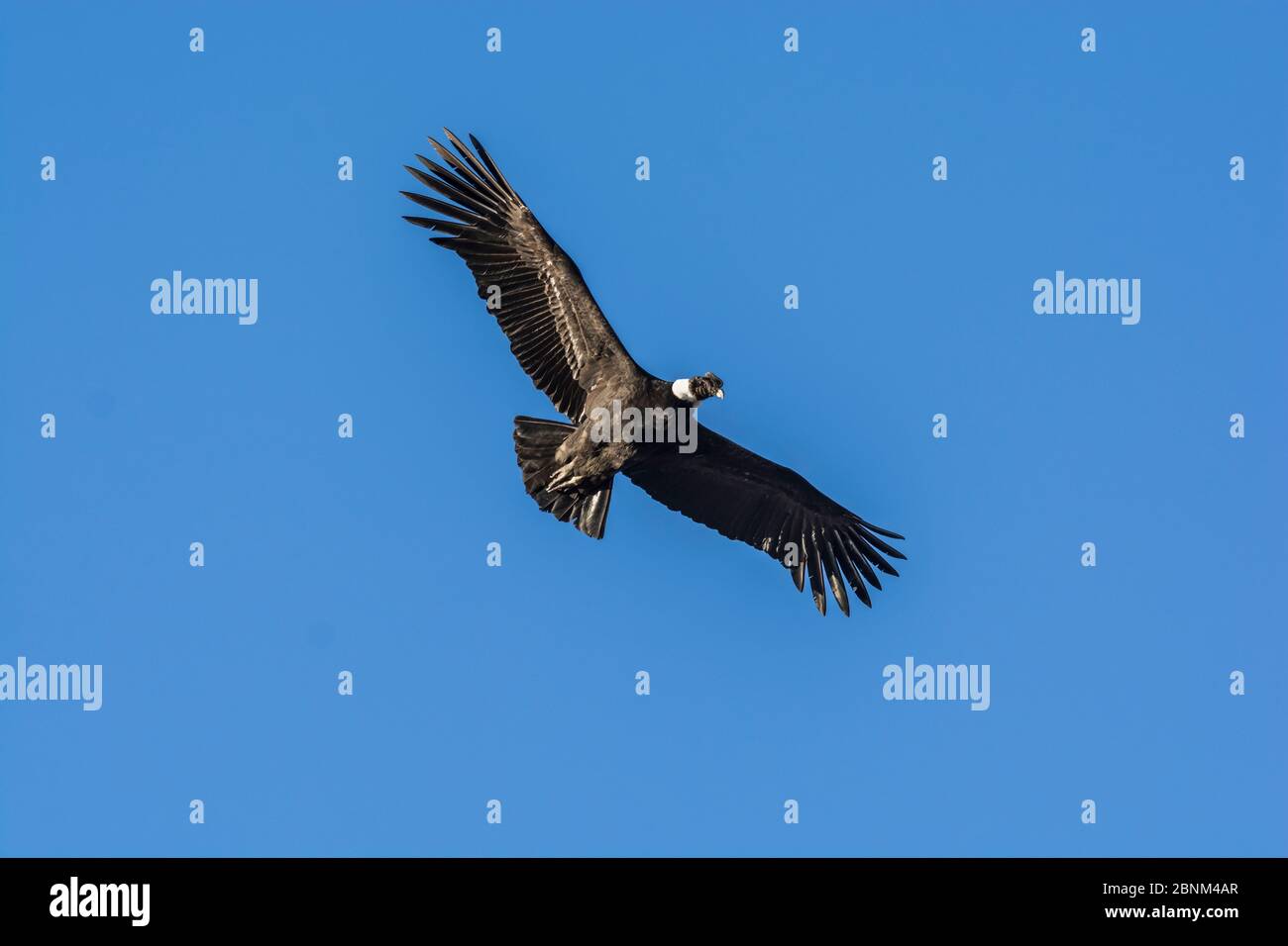 Andenkondor (Vultur gryphus) im Flug, Nationalpark Torres del Paine, Chile Stockfoto