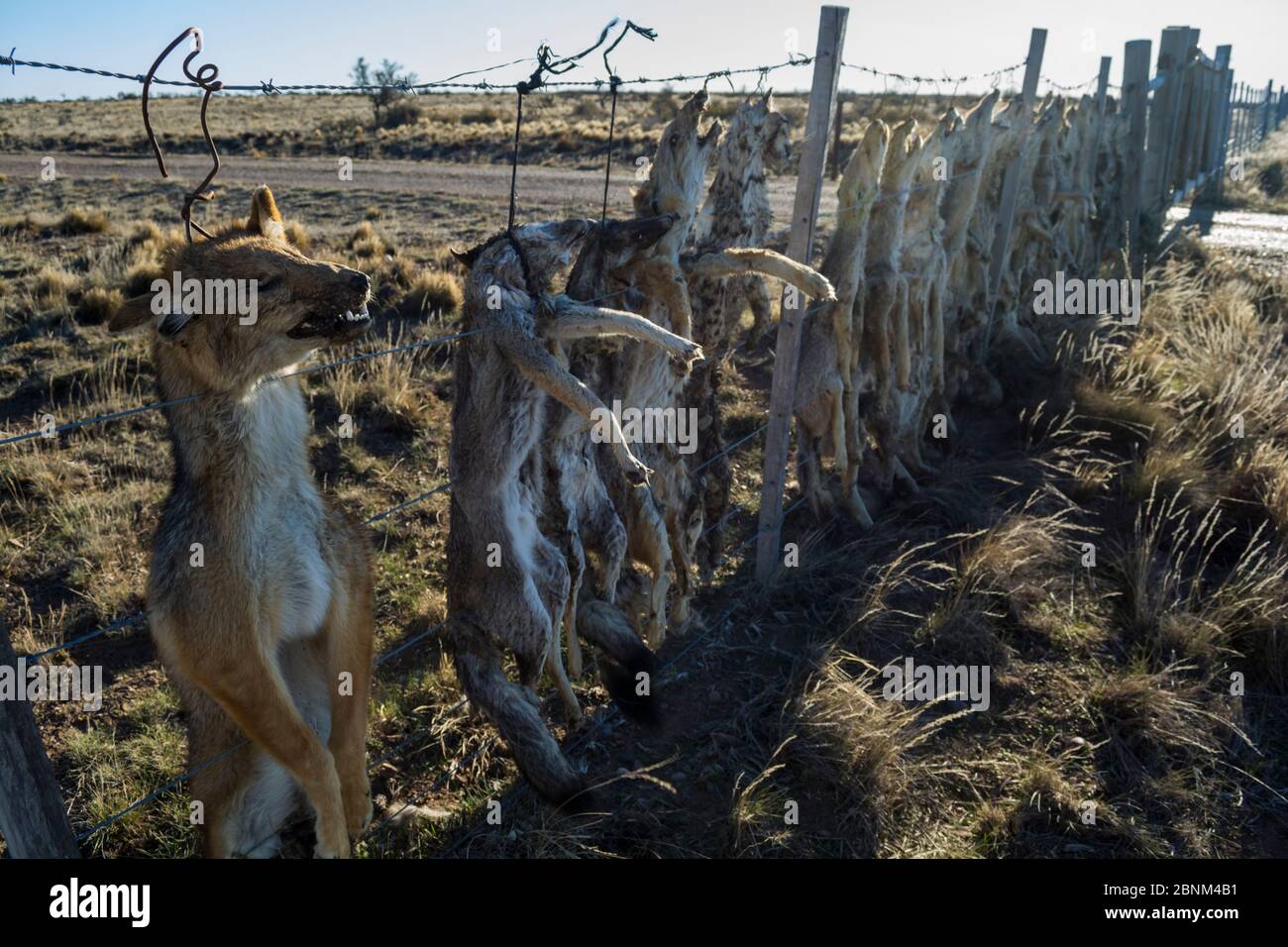 Toter Pampas Fuchs (Lycalopex gymnocercus) Grauer Fuchs (Lycalopex culpaeus) und Geffroys Katze (Oncifelis geoffroyi), die von Schafbauern getötet und aufgehängt wurde Stockfoto