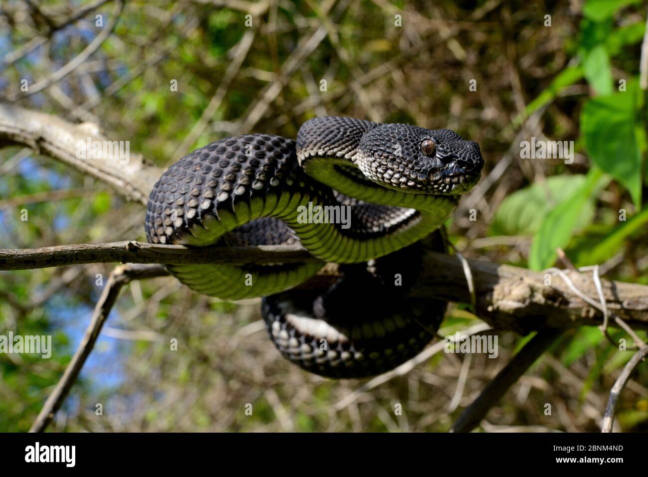 Mangrovenviper (Trimeresurus purpureomaculatus) in Baum, Bukittinggi, Sumatra. Stockfoto