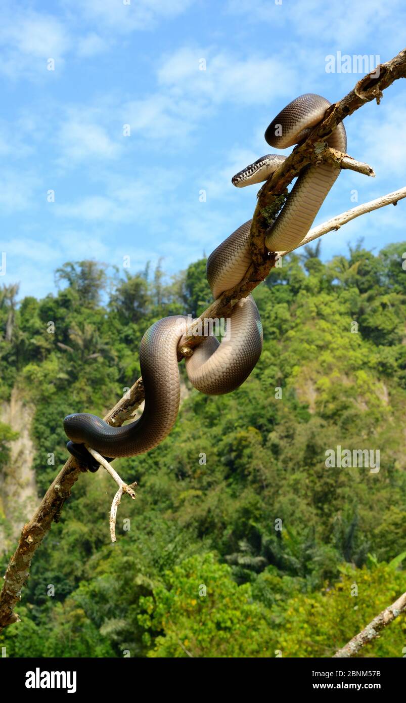 Northern White - lippig Python (Leiopython albertisii) im Baum, Irian Jaya, Papua-Neuguinea Stockfoto