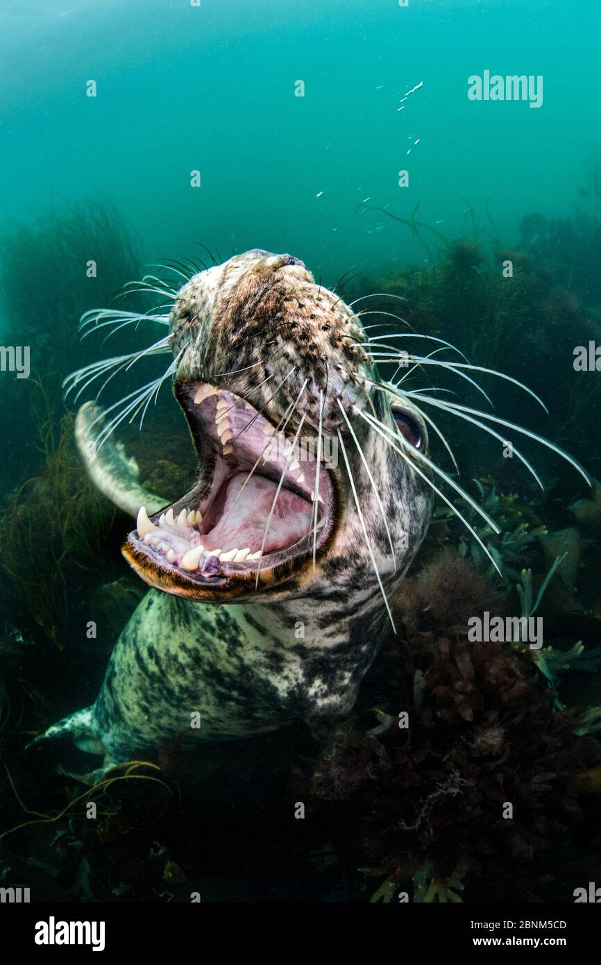 Die graue Robbe (Halichoerus grypus) öffnet spielerisch ihren Mund, während sie vom Meeresboden aufschaut. Lundy Island, Devon, Großbritannien, Bristol Channel, Au Stockfoto