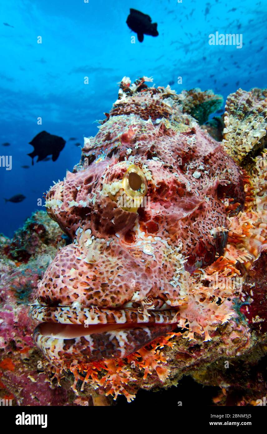 Der getasselte Skorpionfisch (Scorpaenopis oxycephala) legt einen Hinterhalt, da er in perfekter Tarnung auf einem Korallenriff ruht. Baa Atoll, Malediven. Indischer Ozean. Stockfoto