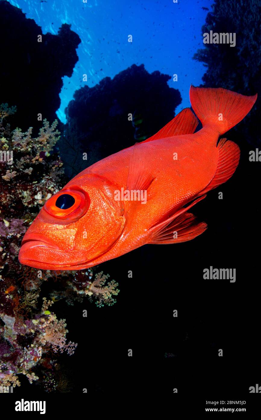 Halbmond-Schwanz-Großauge (Priacanthus hamrur) auf dem Abwurf der Little Brother Island, Ägypten. Rotes Meer Stockfoto