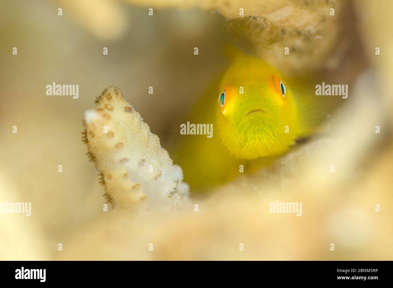 Gelbe Behaarte / Smaragdkoralle-Kebiby (Paragobiodon xanthosoma) in Korallen, Anilao, Batangas, Luzon, Philippinen. Verde Island Passagen, Pazifik. Stockfoto