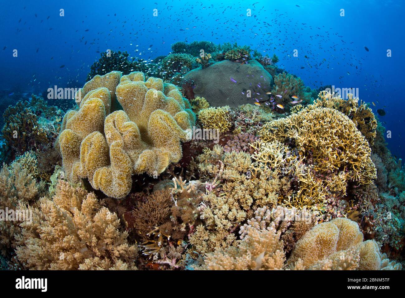 Ein vielbeschäftigter Korallenkopf, mit Hart- und Weichkorallen. Süd-Atoll, Tubbataha Atolle, Tubbataha Reefs Natural Park, Palawan, Philippinen. Sulu-See. Stockfoto