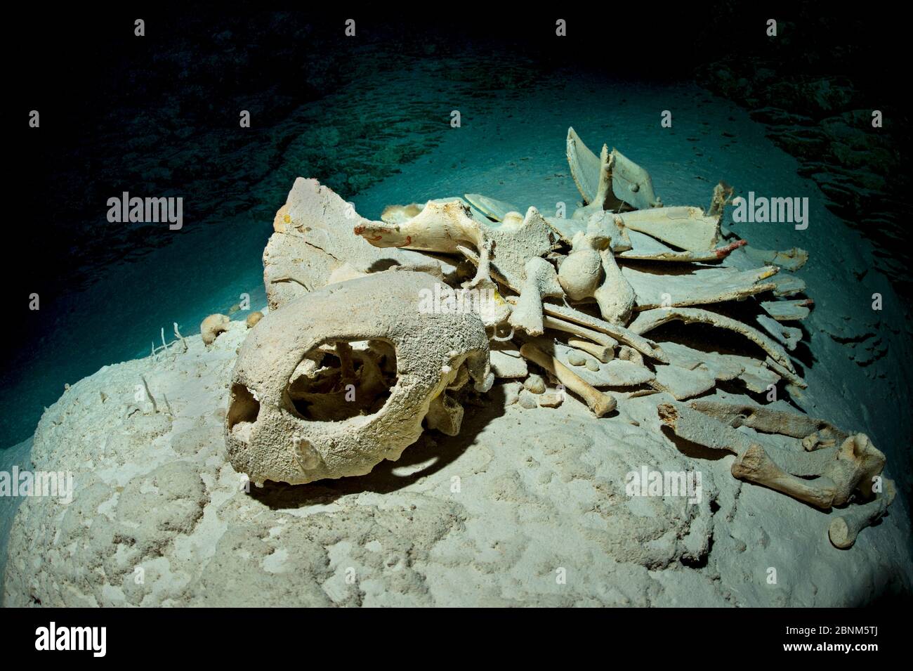 Grüne Meeresschildkröte (Chelonia mydas) Skelett tief in einer dunklen Höhle auf einem Korallenriff atmen Schildkröten Luft und gehen gelegentlich in Höhlen in Korallenriffen verloren Stockfoto