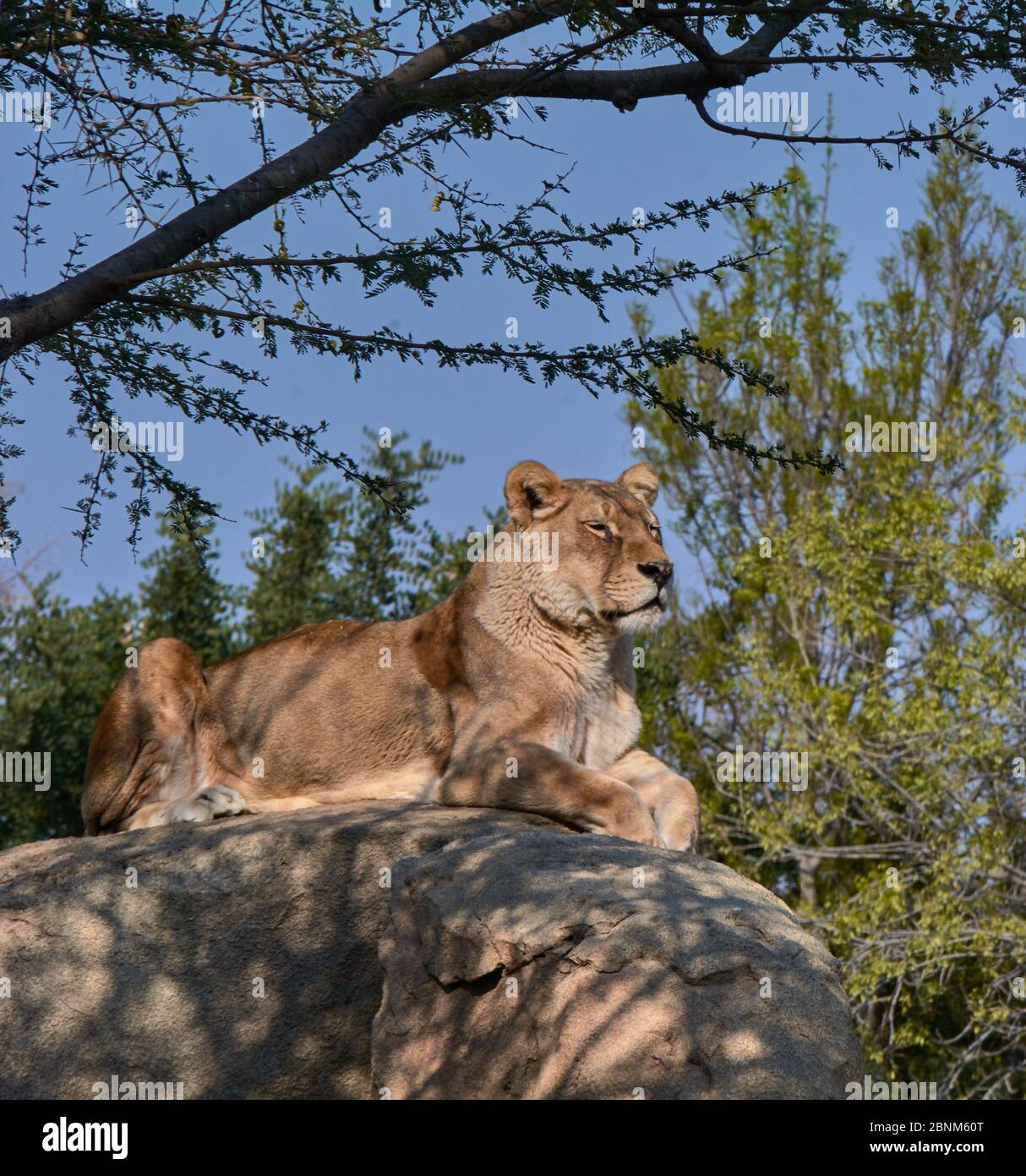 Löwin auf einem Stein, der über ihre Territorien wacht. Dschungelkönigin Stockfoto