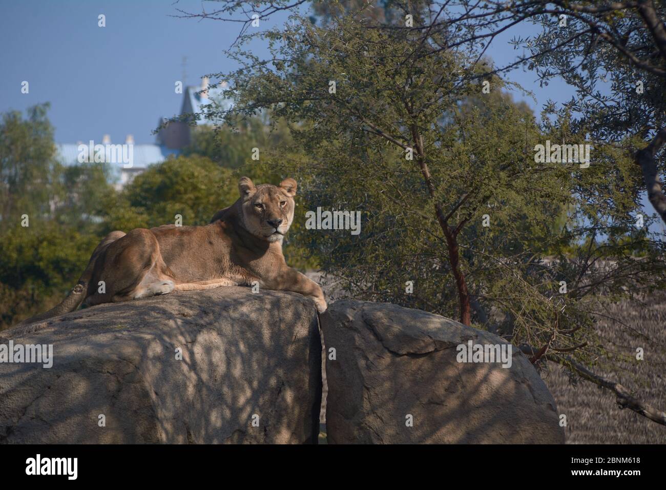 Löwin auf einem Stein, der über ihre Territorien wacht. Dschungelkönigin Stockfoto