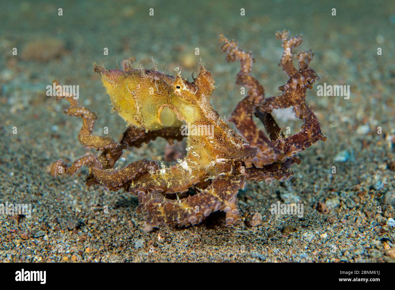 Algenkrake (Abdoopus aculeatus) bewegt sich über einen sandigen Meeresboden, Dauin, Negros Island, Philippinen. Bohol Sea, tropischer westlicher Pazifik. Stockfoto