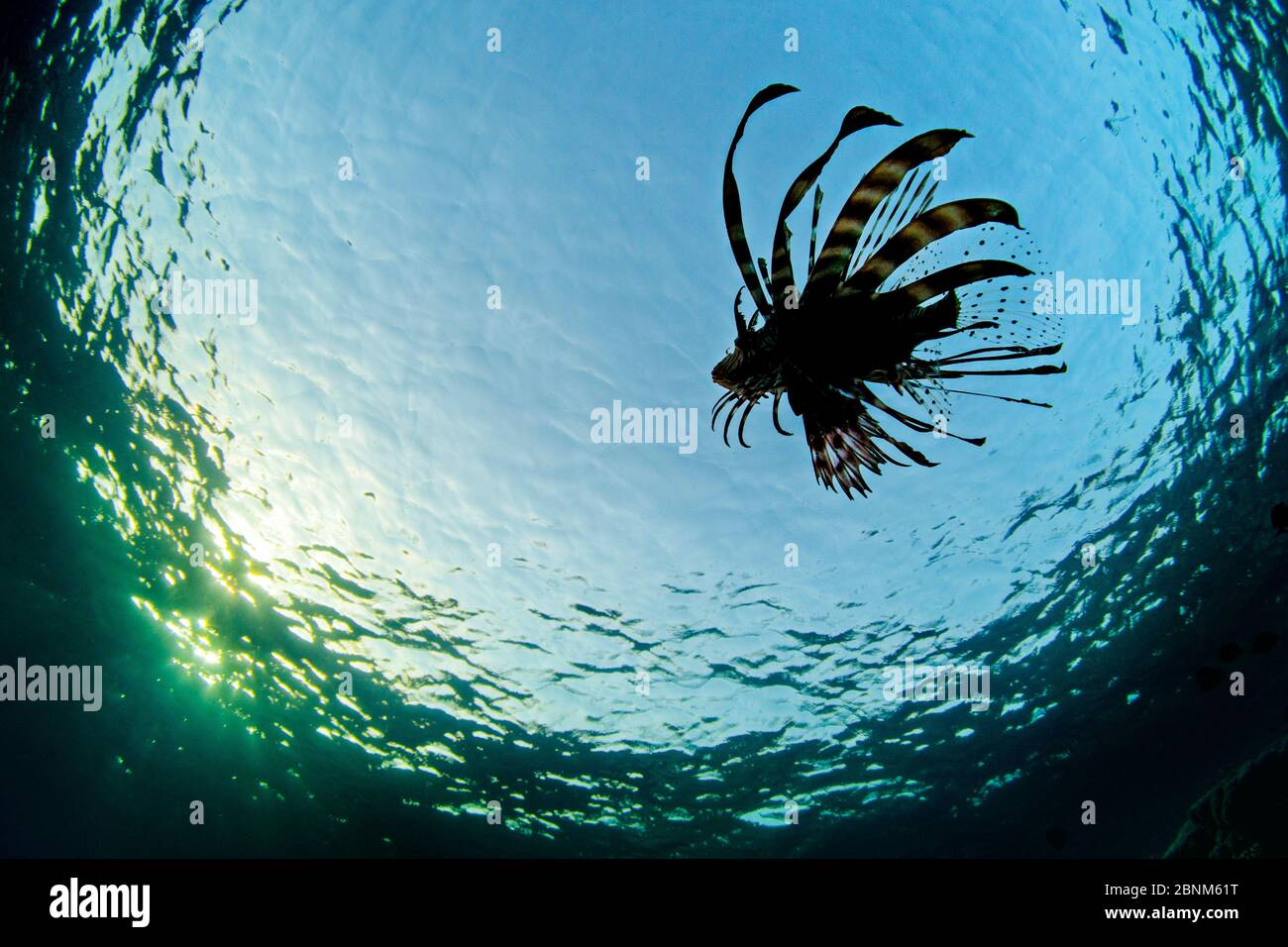 Löwenfisch (Pterois volitans) Silhouettte von jungen Fischen Schwimmen in der Nähe der Oberfläche, Beacon Rock, Sha'ab Mahmood, Sinai, Ägypten. Rotes Meer Stockfoto