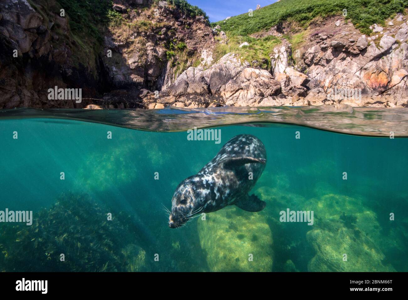 Graue Robbe (Haichaoerus grypus) Split-Level-Ansicht von jungen Männern schwimmen unter der Oberfläche in der Nähe des Ufers. Lundy Island, Devon, Großbritannien, Bristol Channel, A Stockfoto