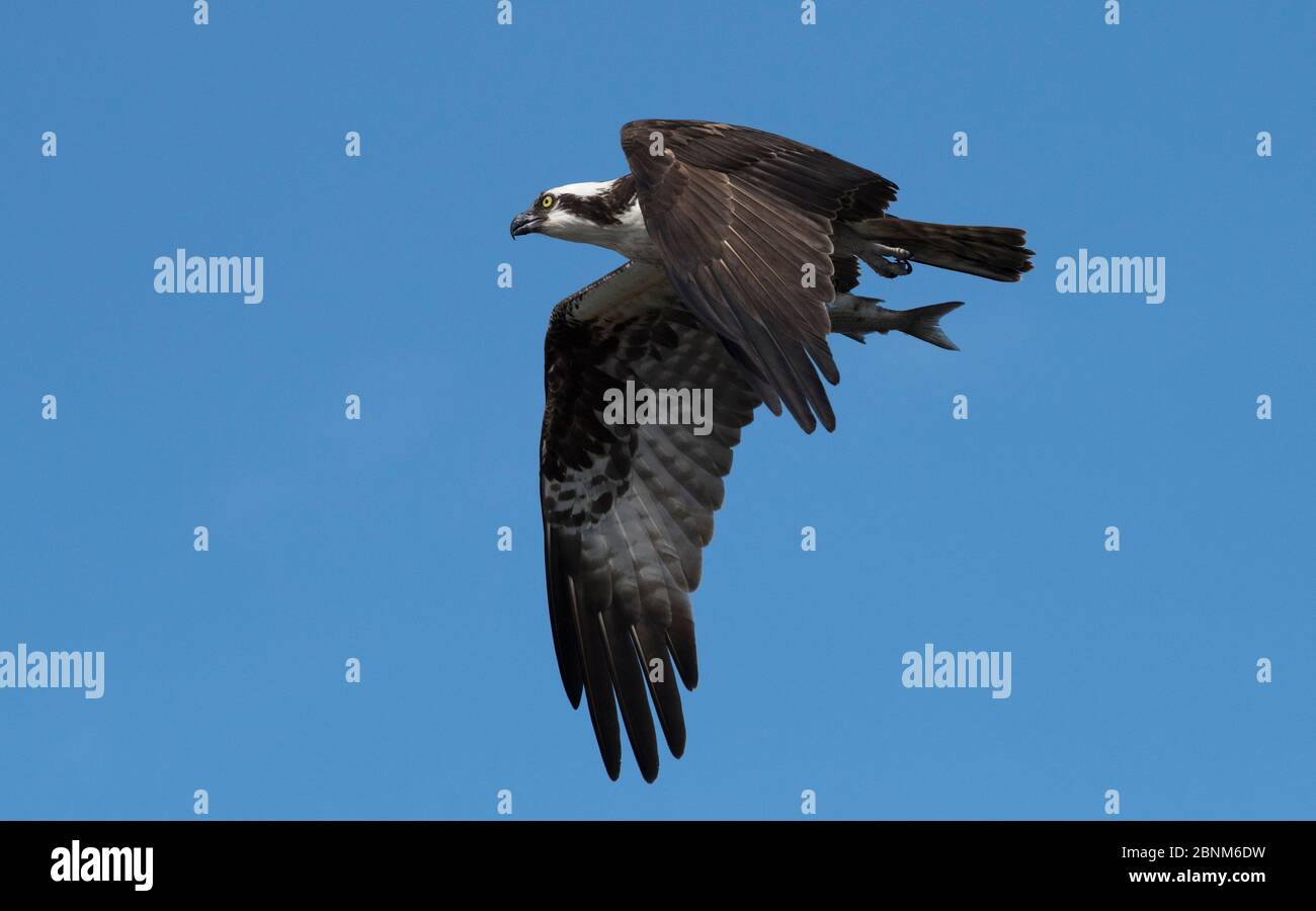 Osprey (Pandion haliaetus) Männchen zeigt durch das Vorfliegen mit einem Flathead grauen Meeräsche (Mugil cephalus) in seinen Talons.Cedar Key, Levy County, Florida, Stockfoto