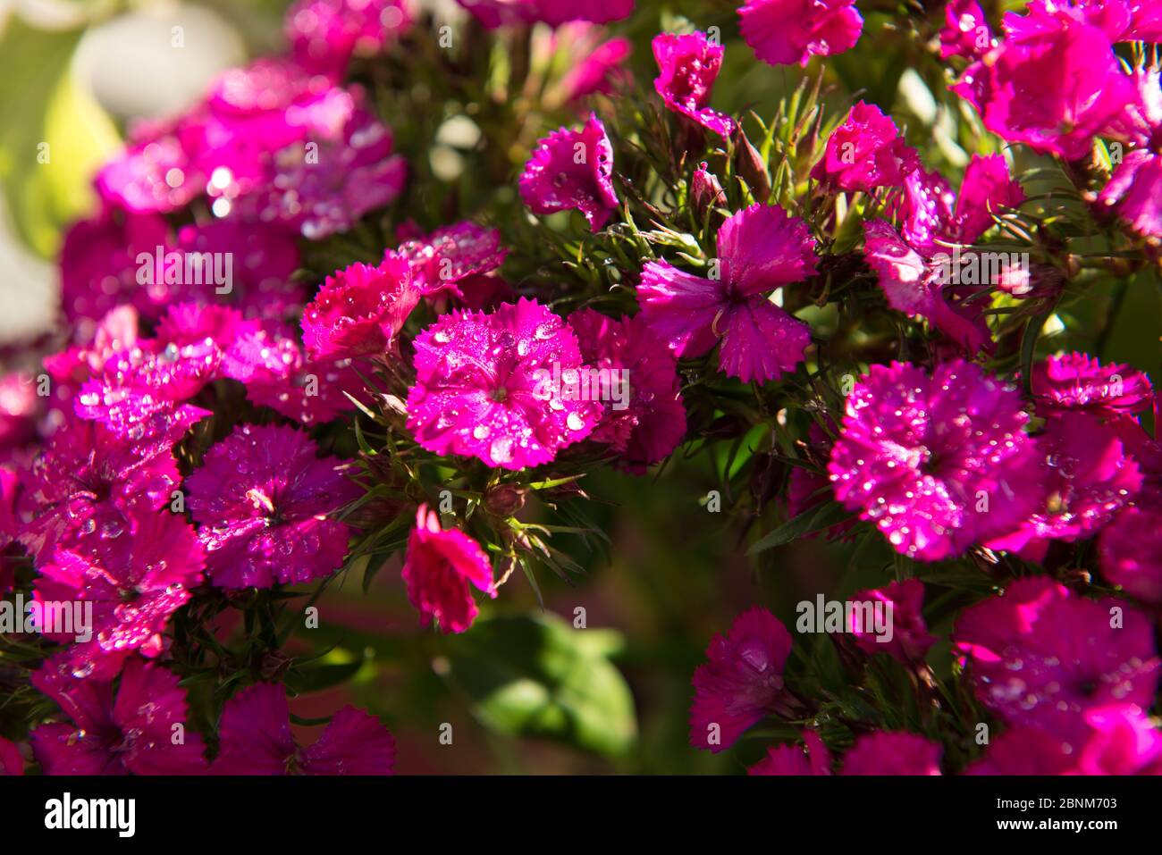 Sommerblumen, rosa, Nelken Stockfoto