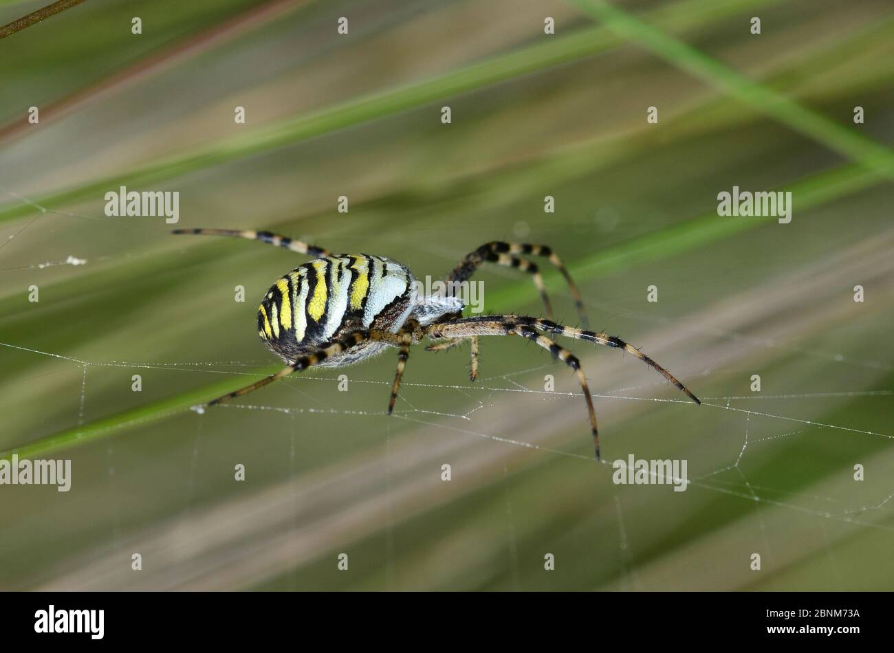 Weibliche Wasp Spider (Argiope bruennichi), Morden Bog, Dorset, Großbritannien, August. Stockfoto