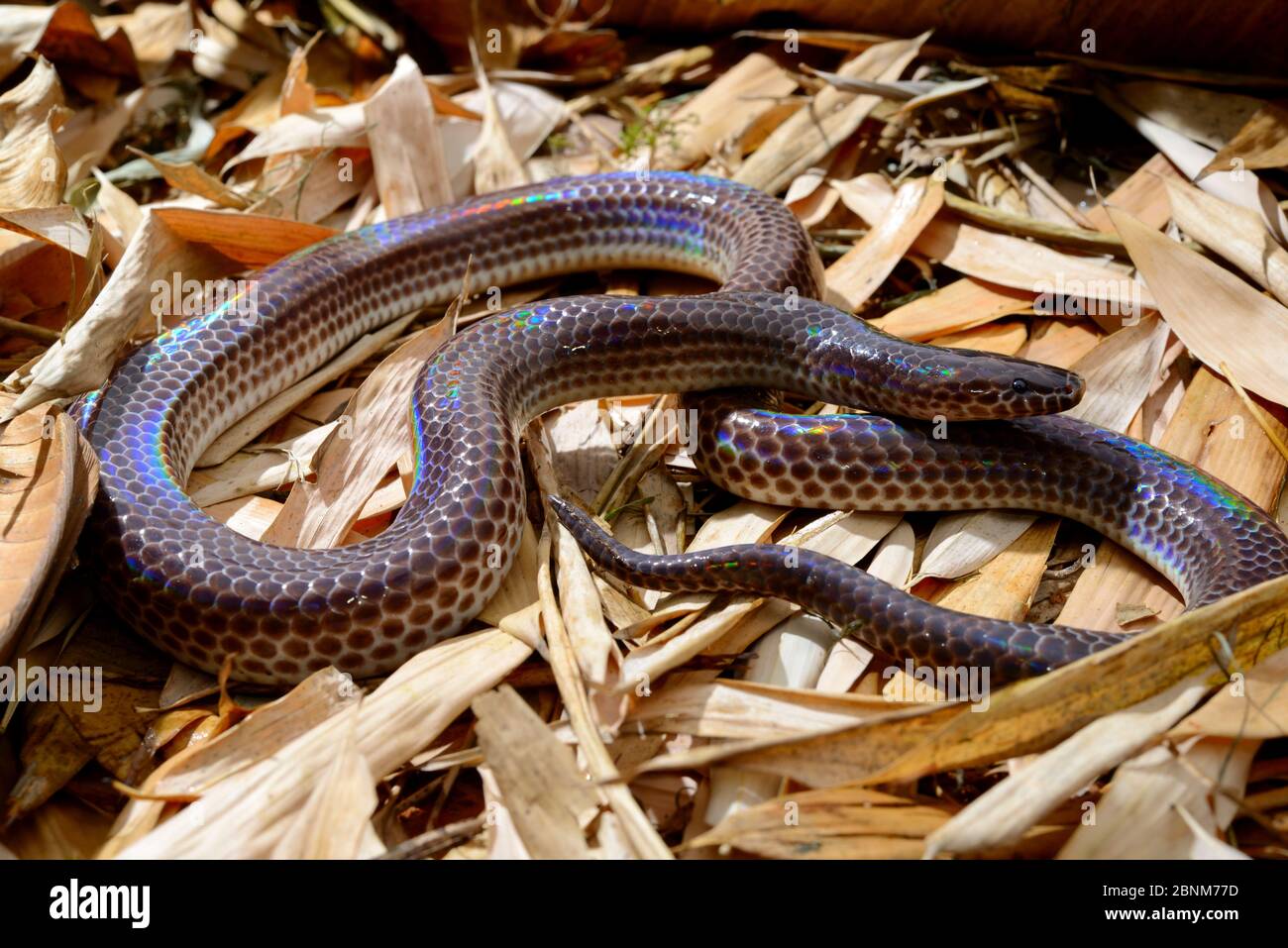 Sonnenstrahl-Schlange (Xenopeltis unicolor) gefangen, kommt in Südostasien vor. Stockfoto